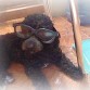 Hachi con mis lentes 3D 